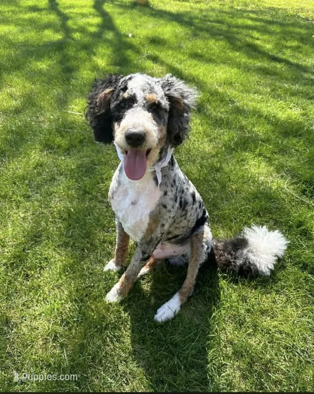 Denver – Bernedoodle puppy for sale in Battle Creek, MI