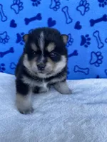 Koda, a male Pomsky for sale in Battle Creek, MI – 6 of 8