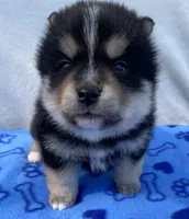 Koda, a male Pomsky for sale in Battle Creek, MI – 8 of 8