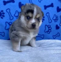 Bella, a female Pomsky for sale in Battle Creek, MI – 5 of 7