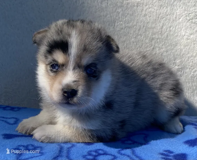 Bella – Pomsky puppy for sale in Battle Creek, MI
