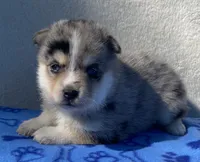 Bella, a female Pomsky for sale in Battle Creek, MI – 1 of 7