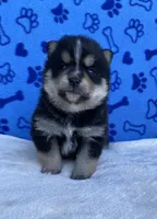 Koda, a male Pomsky for sale in Battle Creek, MI – 5 of 8