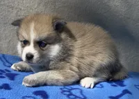 Bandit , a male Pomsky for sale in Battle Creek, MI – 2 of 10