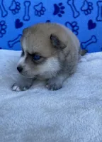 Bandit , a male Pomsky for sale in Battle Creek, MI – 8 of 10