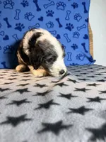 Blue, a male Bernedoodle for sale in Battle Creek, MI – 4 of 4