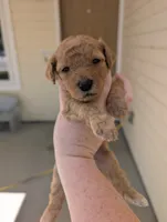 Purple, a female Goldendoodle for sale in Nampa, ID – 7 of 8