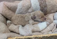 Yellow, a male Goldendoodle for sale in Nampa, ID – 5 of 6