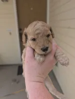 Light Green, a female Goldendoodle for sale in Nampa, ID – 6 of 9
