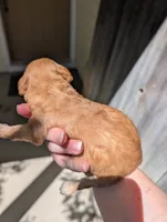 Pink, a female Goldendoodle for sale in Nampa, ID – 3 of 4