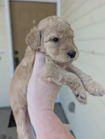 Light Green, a female Goldendoodle for sale in Nampa, ID – 5 of 9