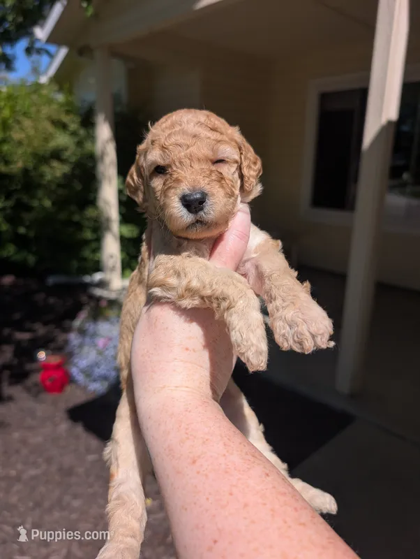 Light Green – Goldendoodle puppy for sale in Nampa, ID