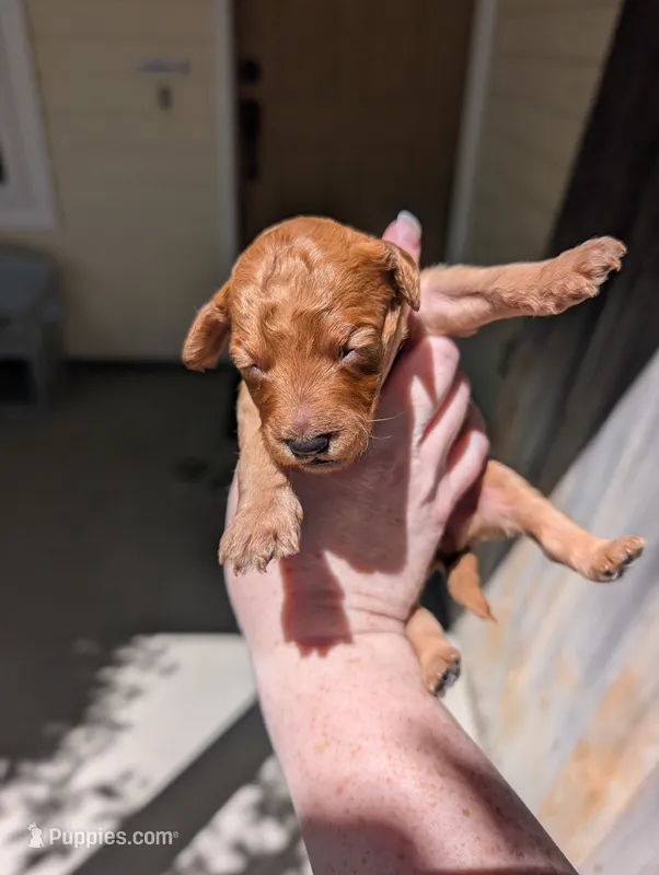 Brown – Goldendoodle puppy for sale in Nampa, ID