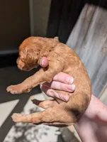 Brown, a female Goldendoodle for sale in Nampa, ID – 2 of 5