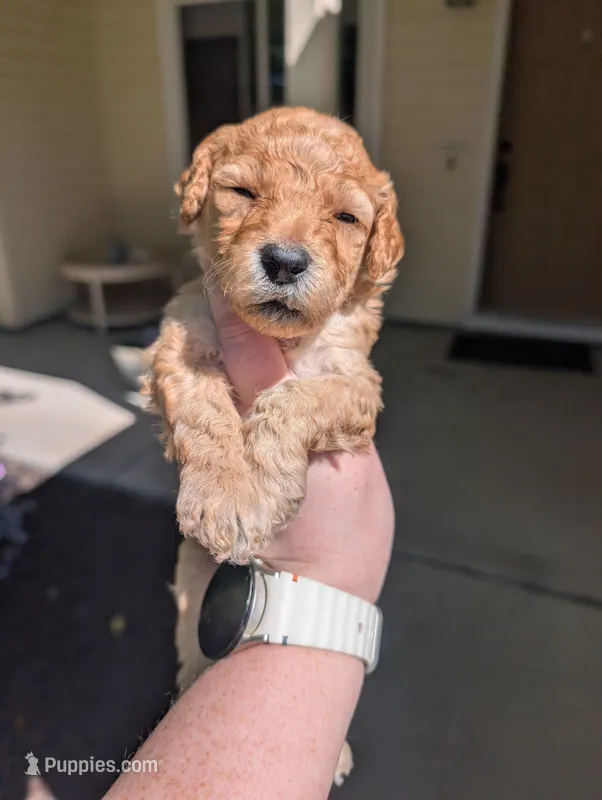 Pink – Goldendoodle puppy for sale in Nampa, ID