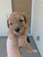 Purple, a female Goldendoodle for sale in Nampa, ID – 3 of 8