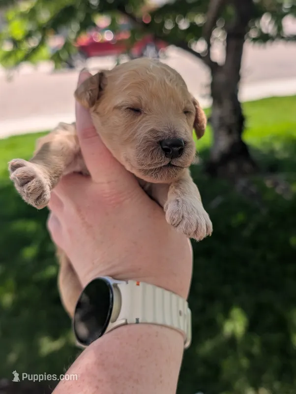 Green – Goldendoodle puppy for sale in Nampa, ID