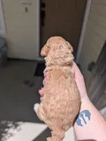 Yellow, a male Goldendoodle for sale in Nampa, ID – 2 of 6