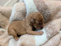 Brown, a female Goldendoodle for sale in Nampa, ID – 3 of 5