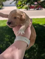 Green, a male Goldendoodle for sale in Nampa, ID – 2 of 5