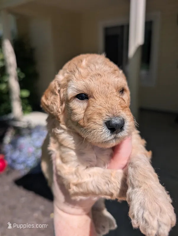 Grey – Goldendoodle puppy on hold in Nampa, ID