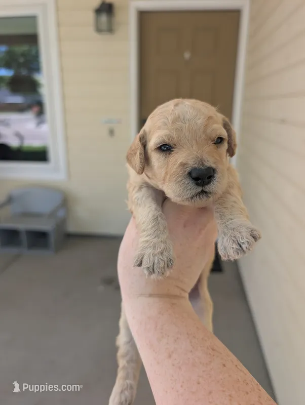 Grey – Goldendoodle puppy for sale in Nampa, ID