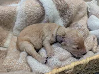 Grey, a male Goldendoodle for sale in Nampa, ID – 5 of 5