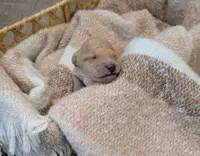Yellow, a male Goldendoodle for sale in Nampa, ID – 4 of 6