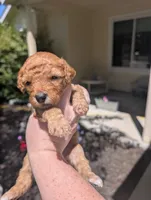 Purple, a female Goldendoodle for sale in Nampa, ID – 8 of 8