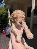 Light Green, a female Goldendoodle for sale in Nampa, ID – 2 of 9