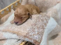 Pink, a female Goldendoodle for sale in Nampa, ID – 4 of 4