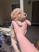 Light Green, a female Goldendoodle for sale in Nampa, ID – 8 of 9