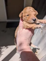 Pink, a female Goldendoodle for sale in Nampa, ID – 1 of 4