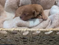 Brown, a female Goldendoodle for sale in Nampa, ID – 5 of 5