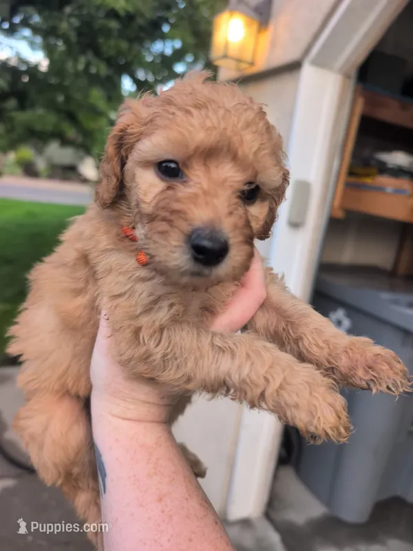 Orange – Goldendoodle puppy for sale in Nampa, ID