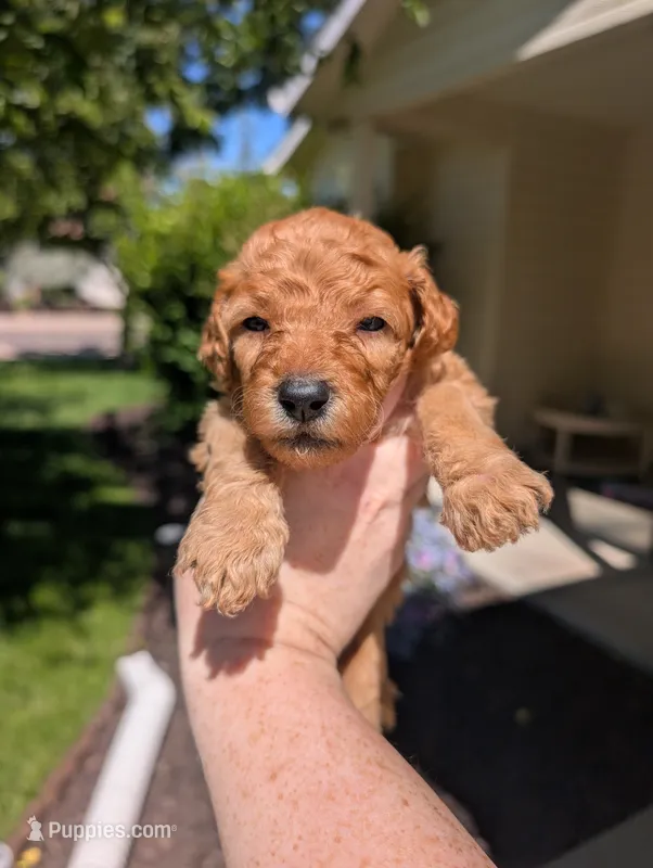 Orange – Goldendoodle puppy for sale in Nampa, ID