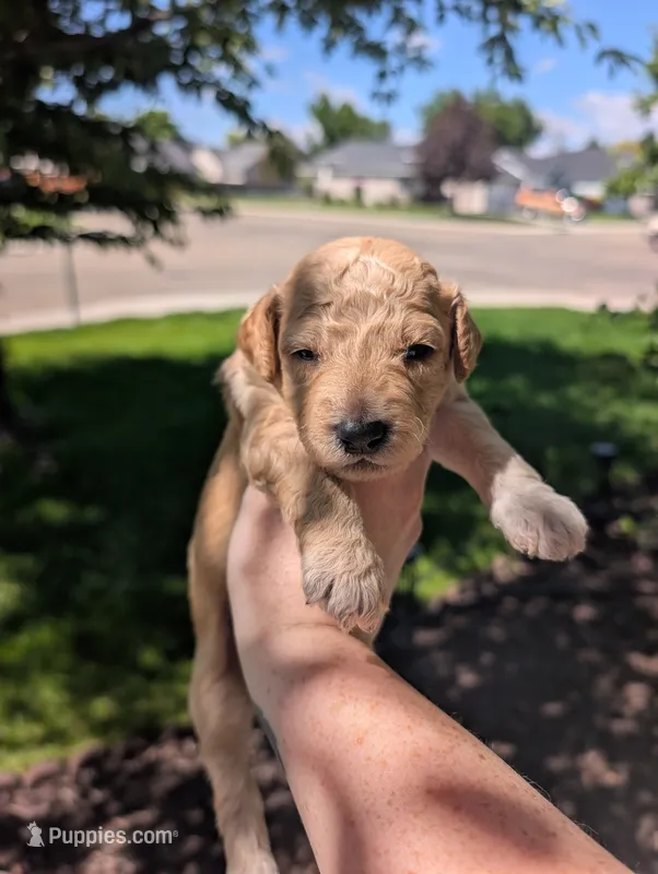 Green – Goldendoodle puppy for sale in Nampa, ID