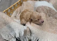 Green, a male Goldendoodle for sale in Nampa, ID – 4 of 5