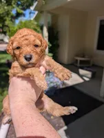Purple, a female Goldendoodle for sale in Nampa, ID – 2 of 8
