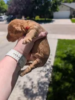 Orange, a female Goldendoodle for sale in Nampa, ID – 2 of 5
