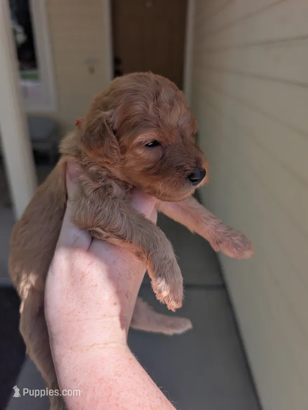 Orange – Goldendoodle puppy for sale in Nampa, ID