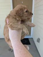 Purple, a female Goldendoodle for sale in Nampa, ID – 4 of 8