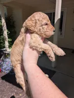 Light Green, a female Goldendoodle for sale in Nampa, ID – 3 of 9