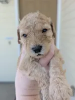 Light Green, a female Goldendoodle for sale in Nampa, ID – 4 of 9