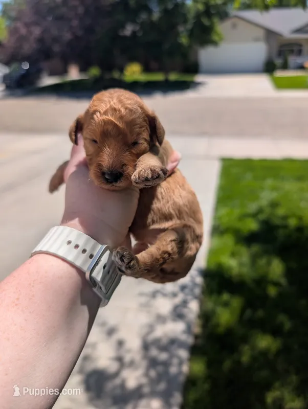 Orange – Goldendoodle puppy for sale in Nampa, ID
