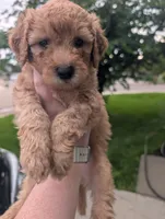 Purple, a female Goldendoodle for sale in Nampa, ID – 2 of 4