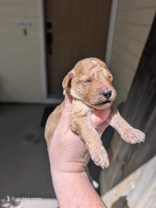 Yellow – Goldendoodle puppy for sale in Nampa, ID