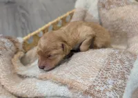 Pink, a female Goldendoodle for sale in Nampa, ID – 2 of 4