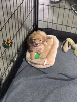 Purple, a female Goldendoodle for sale in Nampa, ID – 3 of 4