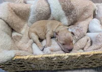 Grey, a male Goldendoodle for sale in Nampa, ID – 3 of 5